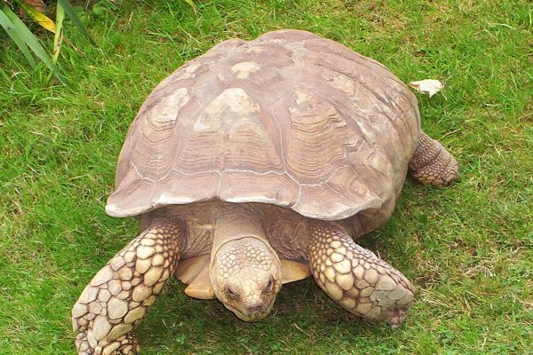 长寿龟的十种种类与寿命-方知甜