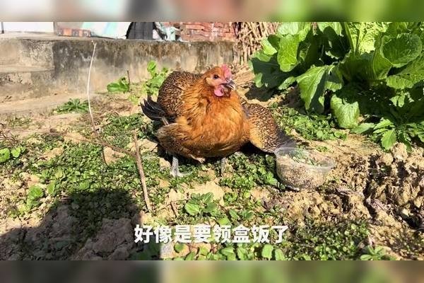 村鹃啼血打一生肖，答案揭晓，鸡-方知甜