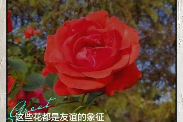 朝阳交友，在晨光中绽放的友谊之花-方知甜