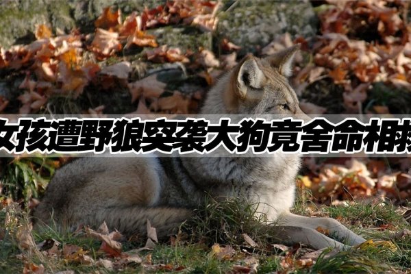 大火烧山野兽伤，谜底生肖是猪-方知甜