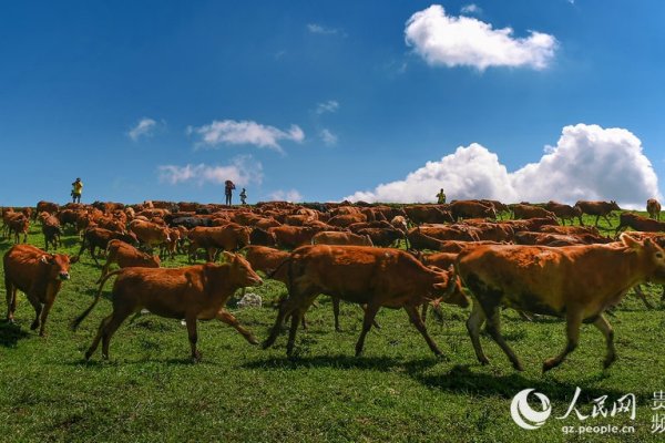 大器晚成，属牛者厚积薄发-方知甜