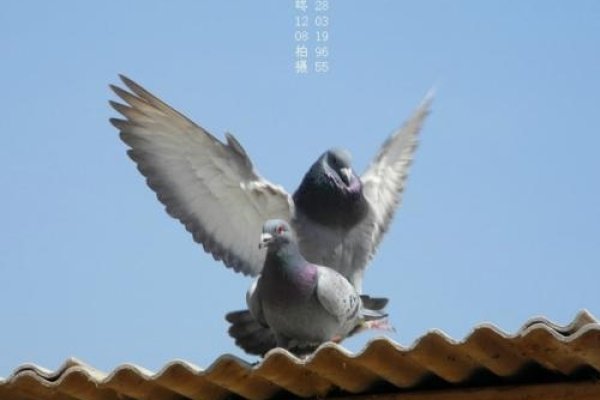 大鸟，多重含义与象征意义解析-方知甜