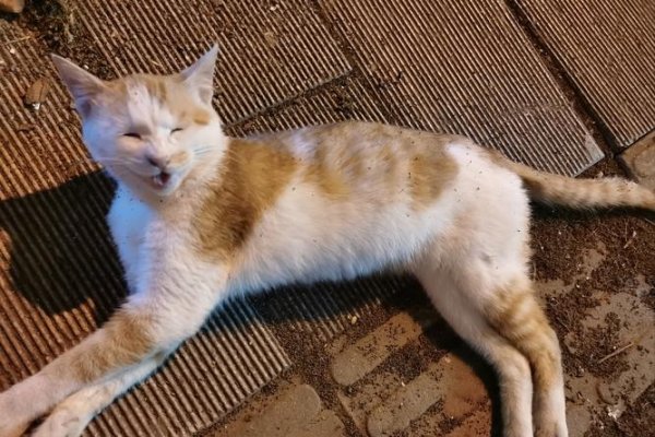 大街小巷指什么动物？-方知甜