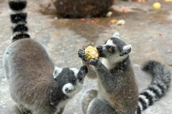 大熊猫走路内八字，独特标志显平衡-方知甜