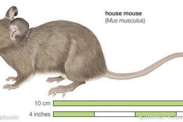 东张西望的生肖，探寻属相中的观察家-方知甜