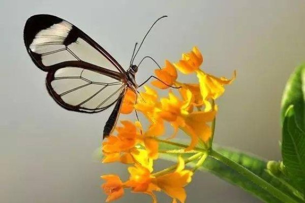 非主流名字蝶梦琉璃-方知甜