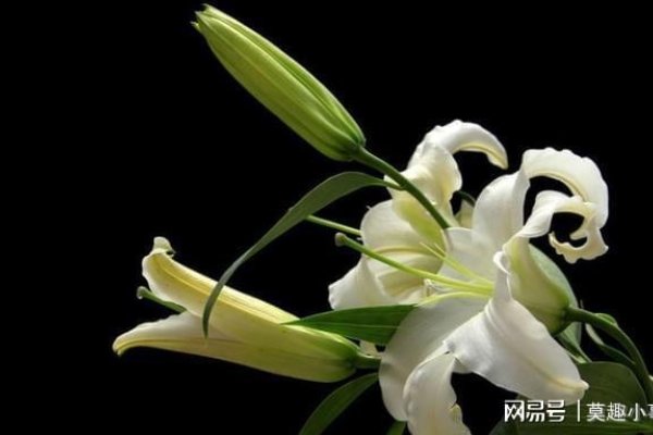 光明磊落指的是哪些生肖？-方知甜