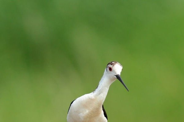 根深叶茂，从生肖视角看生肖与生态的永恒共生-方知甜