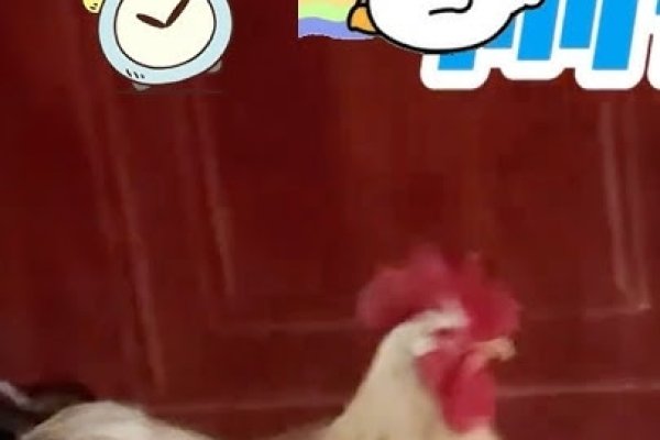 公鸡打鸣，生物钟与季节的奇妙交响-方知甜