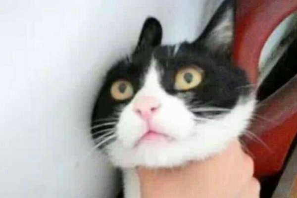 搞笑昵称推荐，强壮病猫、350个拜你所赐智商回家碎觉去了没有胸就不要凶……-方知甜