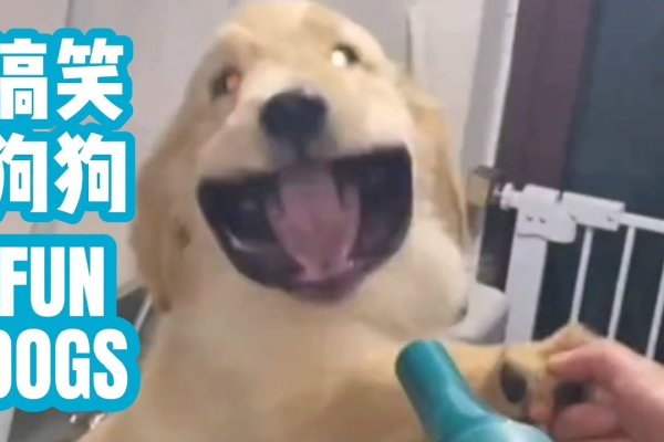 搞笑狗名，开启喜剧思维的隐藏秘籍-方知甜