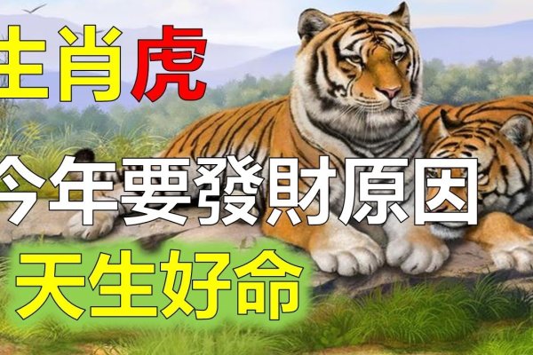 虎年是什么年？属虎人命运如何-方知甜
