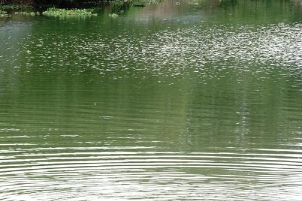 湖内之牛，自然与生命的和谐共舞-方知甜