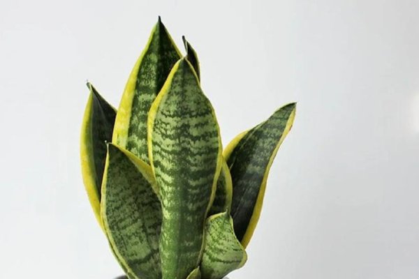 虎皮兰，招财纳福的家居风水绿植选择与摆放禁忌-方知甜