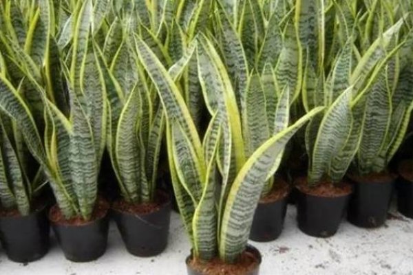 虎皮兰，家居风水的绿色守护者-方知甜