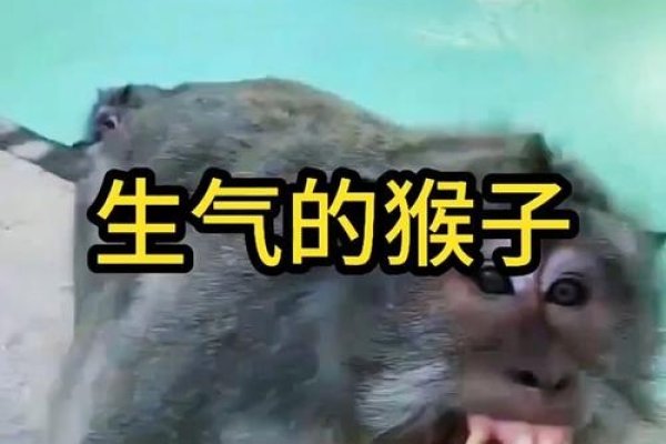 火气大为何是猴子？-方知甜