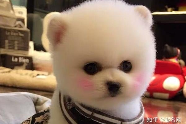 好听狗狗名字精选，洋气、可爱又独特-方知甜