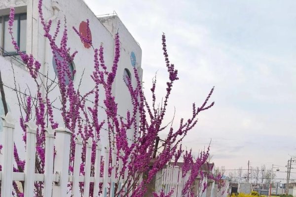 红杏出墙，交友平台的文化变迁与争议-方知甜