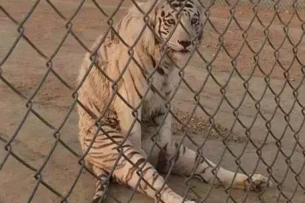 虎男高大威猛形象相符，强壮有力有决断力-方知甜