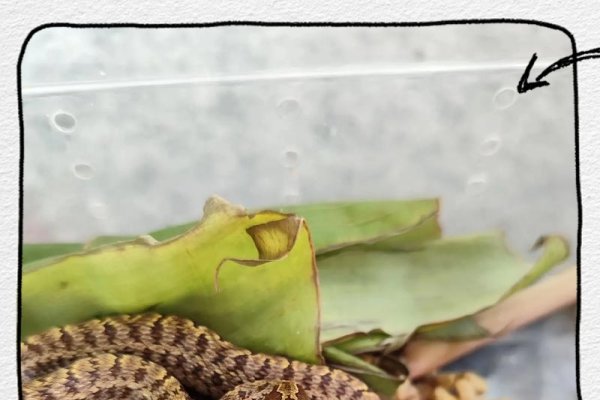 怀孕梦蛇咬，预示生男孩，好运降临家庭需多关照-方知甜