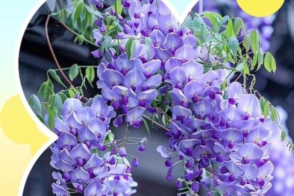 花藤名字，赋予自然之美的独特命名艺术-方知甜