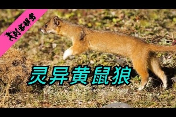 黄鼠狼入梦，灾祸与机遇的警示-方知甜