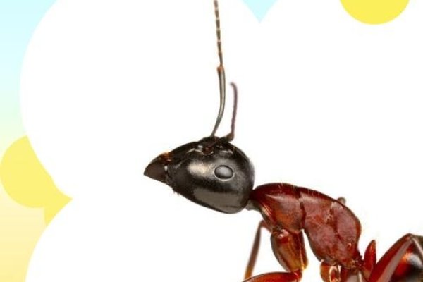 黑蚂蚁搬家，生物节律与天气预兆的奥秘-方知甜