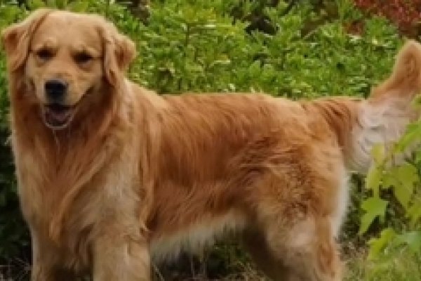 经典狗名，那些陪伴我们成长的忠诚伙伴-方知甜