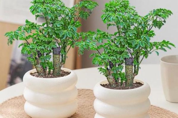 家居风水植物，绿意盎然，福泽绵长-方知甜