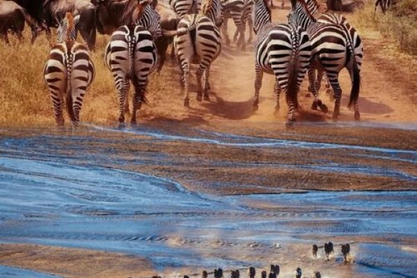 见异思迁的动物，探索自然界的迁徙奇观-方知甜