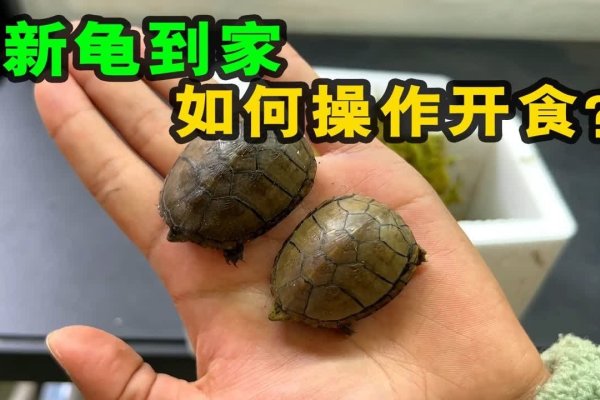 家里养龟需谨慎，十大禁忌要记牢-方知甜