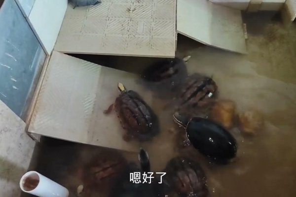 家里养乌龟能否提升财运？——360星座网解析-方知甜