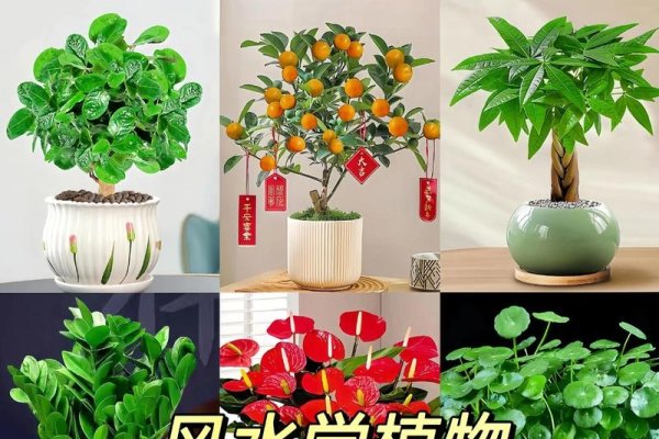 家里最旺财的十种花，你养对了吗？-方知甜