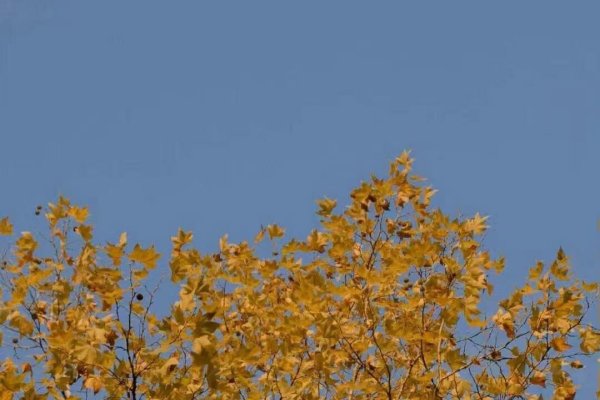 九月二十三，秋意渐浓，收获的季节-方知甜