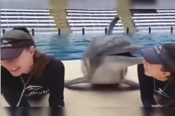 可爱网名小海豚-方知甜