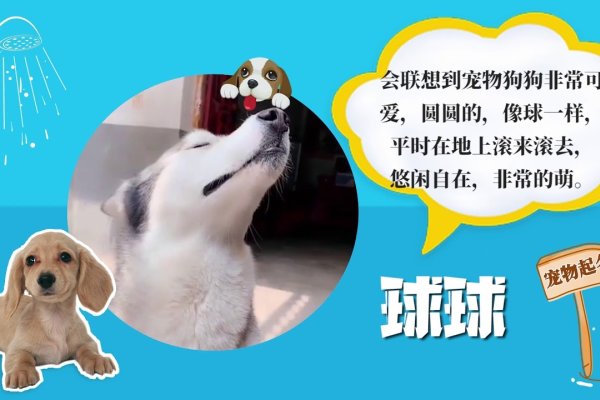 可爱狗狗名字大全-方知甜