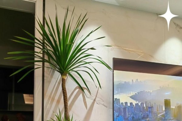 客厅风水，绿植挡煞，色彩与布局的吉祥之道-方知甜