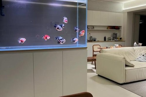 客厅鱼缸风水布局，提升事业与财运的黄金位置-方知甜