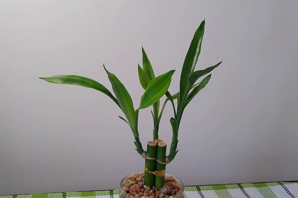 开运竹的养护秘籍，打造幸运绿植的秘诀-方知甜