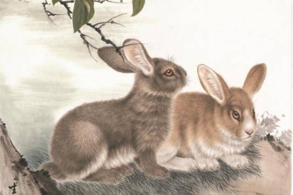 两虎相争，谜底生肖竟是兔-方知甜