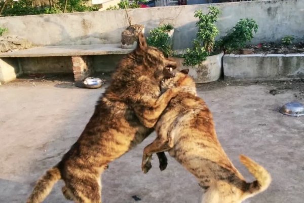 两雄相争，鸡虎皆疑-方知甜