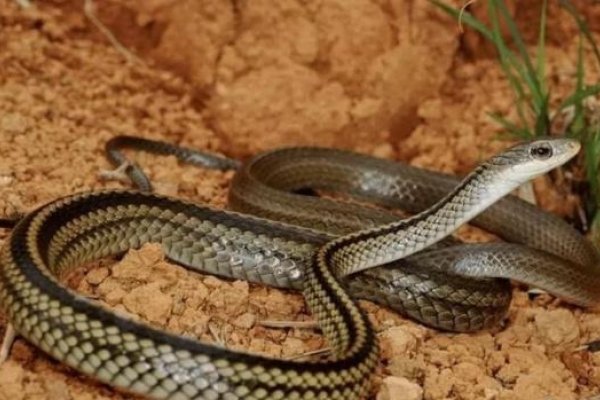 来者不善，蛇为恶兆-方知甜