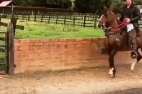 马不停蹄生肖不寻常-方知甜