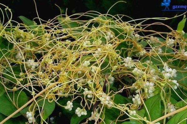 名不虚传的中草药——防风藤茱萸草-方知甜