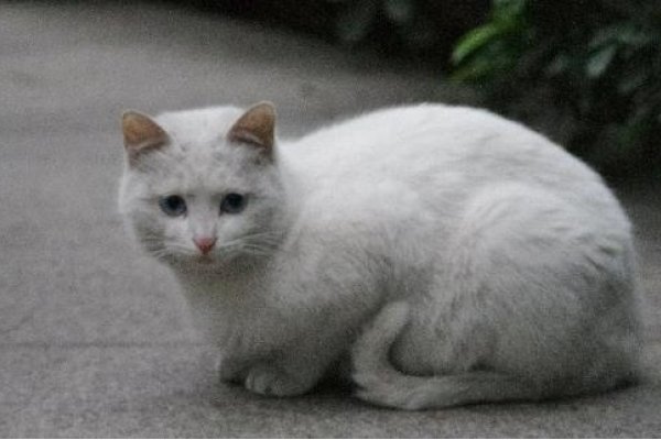 梦白猫寓意好运与幸福-方知甜