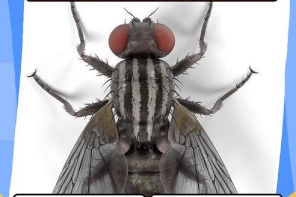 梦到大量死苍蝇，摆脱负面情绪的象征？-方知甜