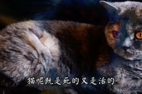 梦到杀猫，剖析梦境中的神秘力量与现实困境-方知甜