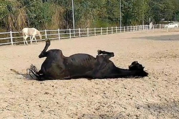 马打滚与花圈相关-方知甜