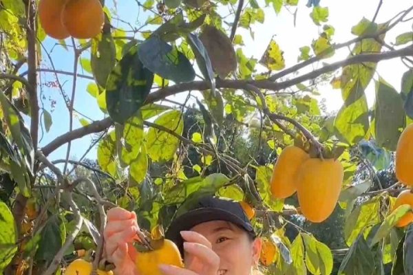 梦到柿子，解读生活中的甜蜜密码-方知甜