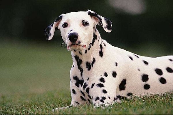 梦到一群狗，预示好运与财运，但需注意人际关系和内心情感联结。-方知甜